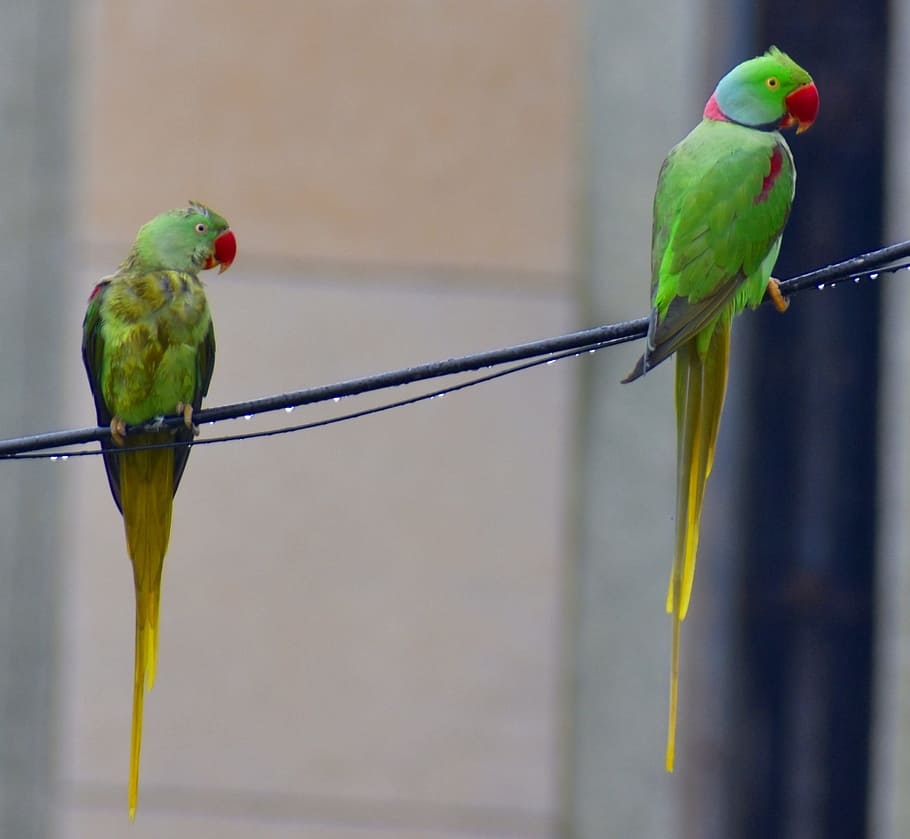 two parrots, parakeets, drizzling, bird, animal themes, vertebrate HD wallpaper