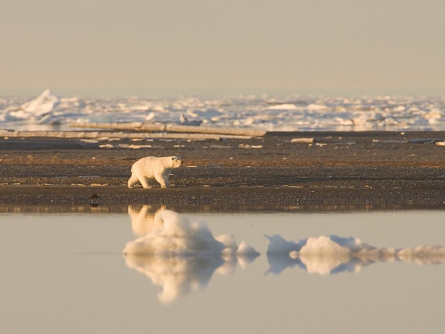 white pear near frozen body of water, polar bear, wilderness HD wallpaper