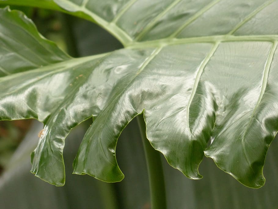 leaf, large, green, philodendron, tree philodendron, tree friend HD wallpaper