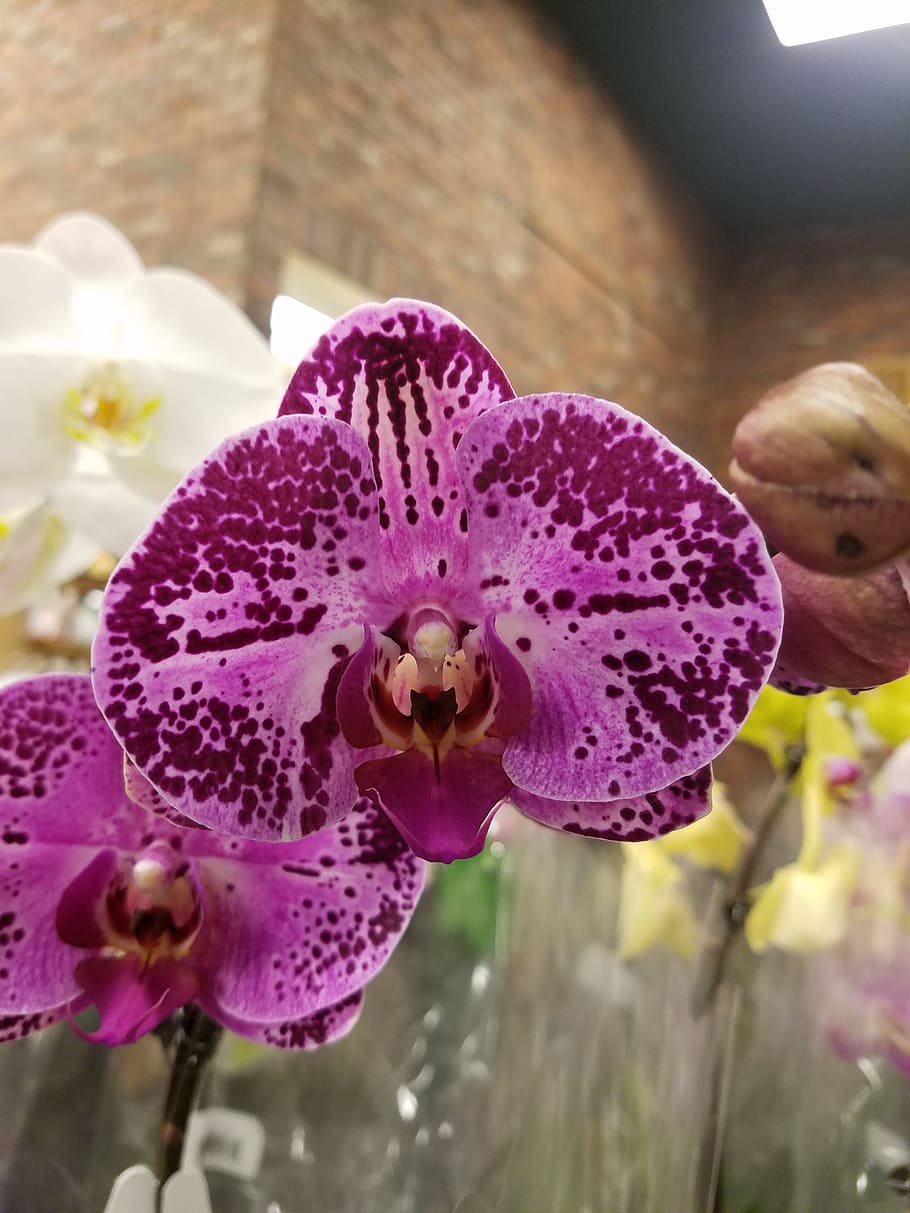 orchid, purple flower, purple orchid, orquídea, flor morada, HD wallpaper