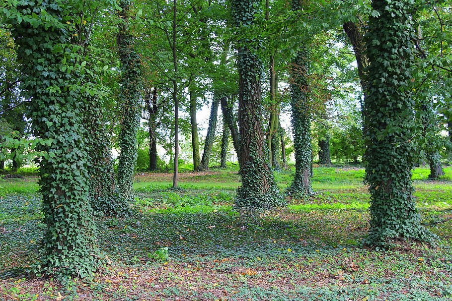 tree, ivy, park, spacer, the environment, view, nature, landscape HD wallpaper