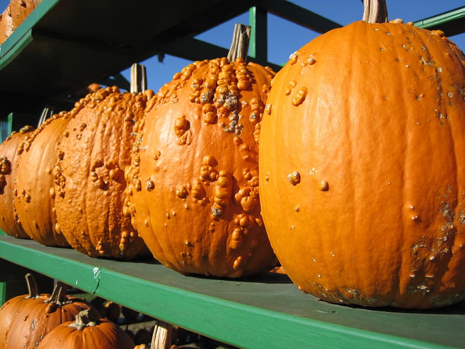 pumpkin, bumpy, orange, autumn, market, food and drink, freshness HD wallpaper