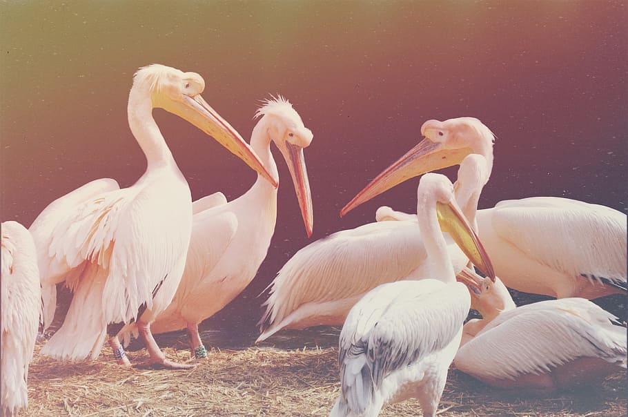 pelican, bird, poultry, animal themes, group of animals, vertebrate HD wallpaper