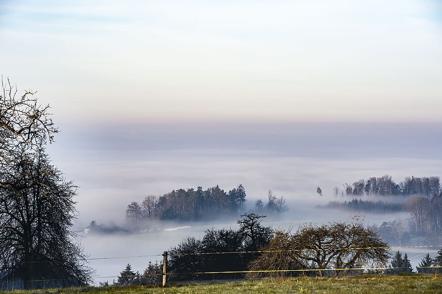 Fog, Meadow, Tree, Landscape, Forest, autumn, nature, pasture HD wallpaper