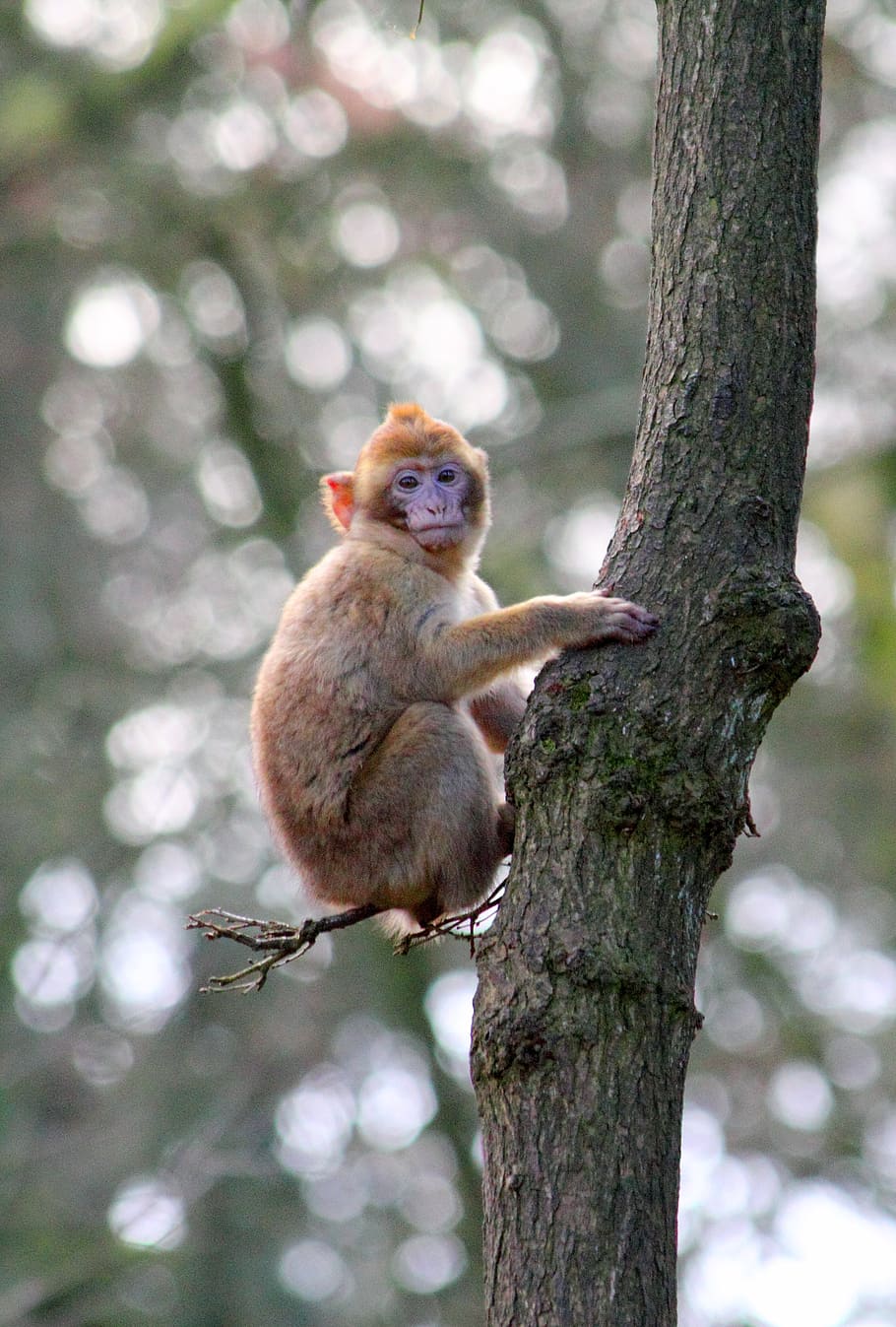 monkey, macaque, animal, primate, mammal, wild, wildlife, cute HD wallpaper