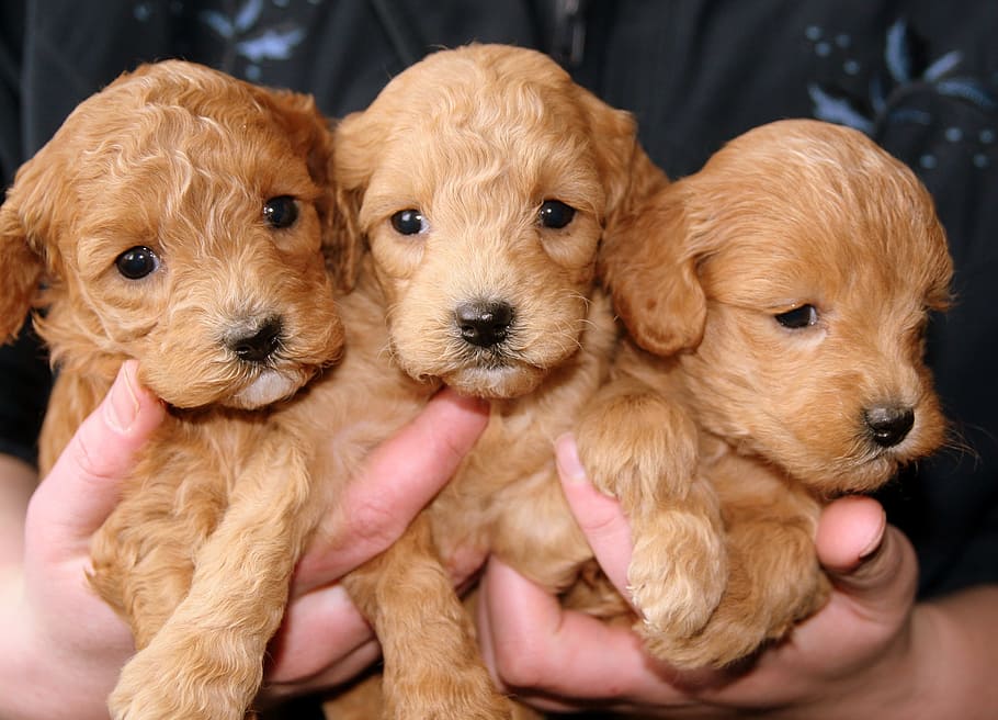 three yellow Labrador retriever puppies, golden, doggies, human hand