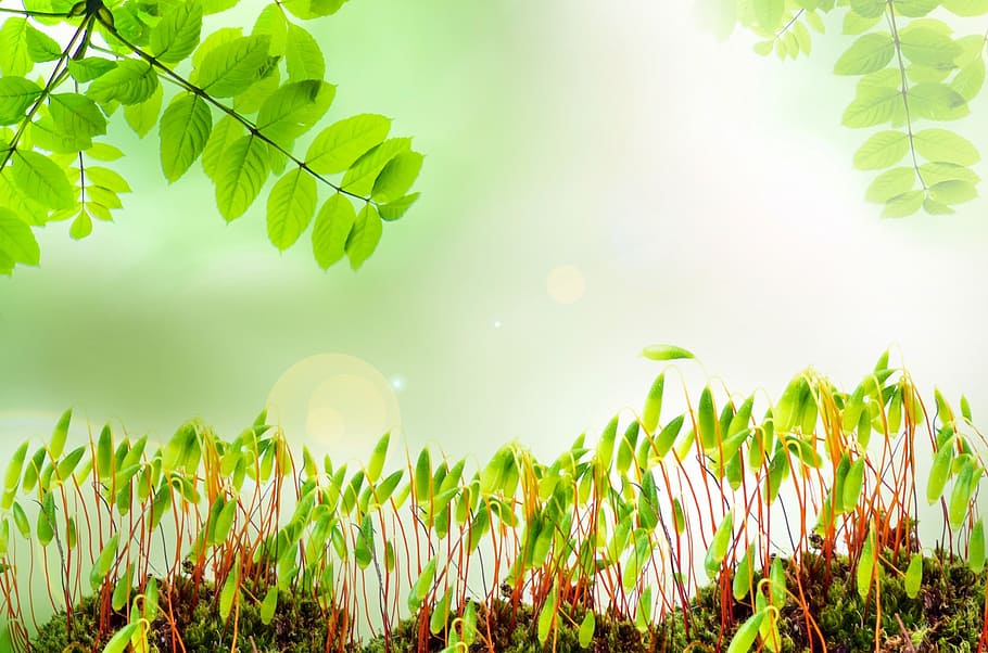 selective focus photography of green plants, spring, background, HD wallpaper