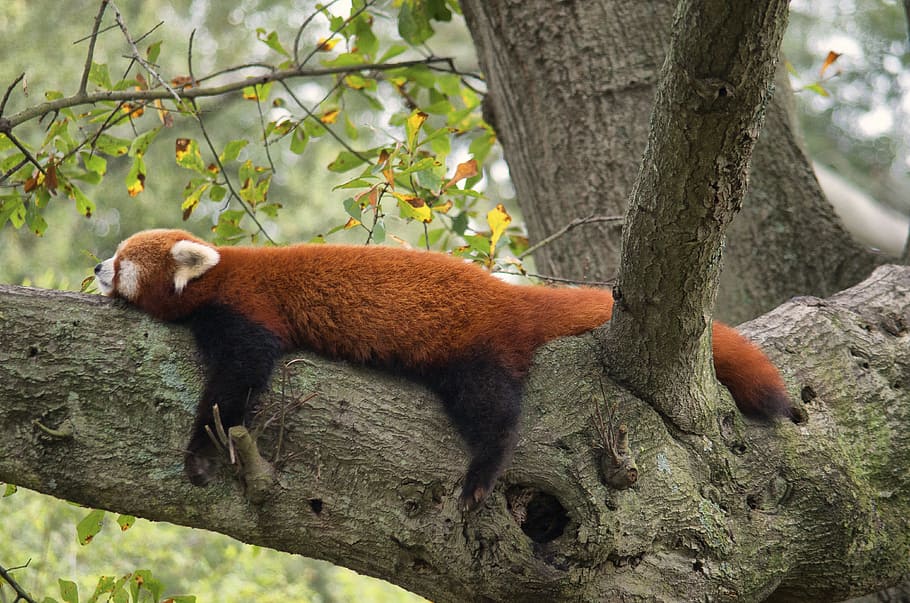 red fox lying on tree branch, red panda, zoo, animal, wild HD wallpaper