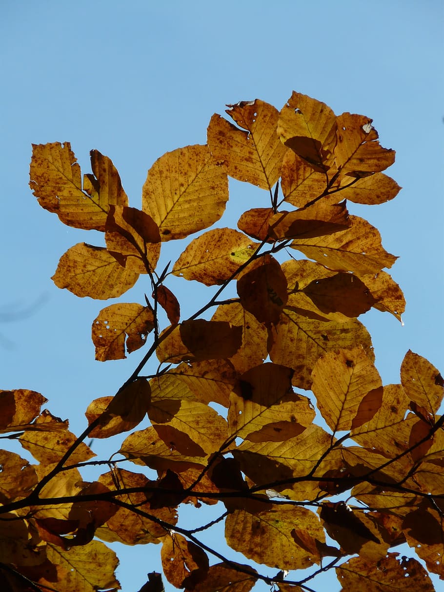 beech, fagus sylvatica, deciduous tree, golden autumn, golden october, HD wallpaper