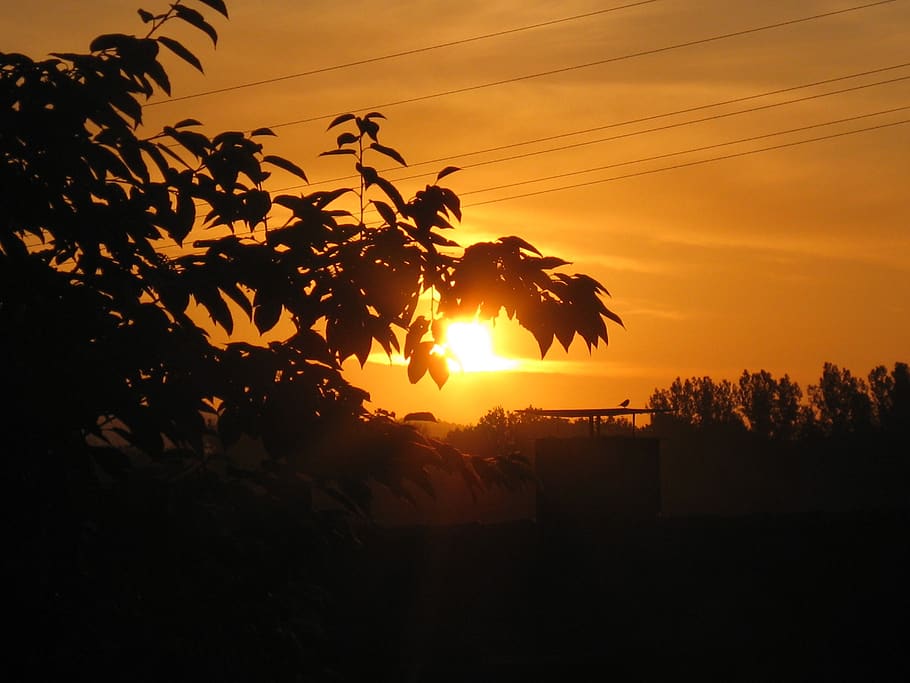 sunset, sky, wood, plant, beauty in nature, tree, orange color HD wallpaper