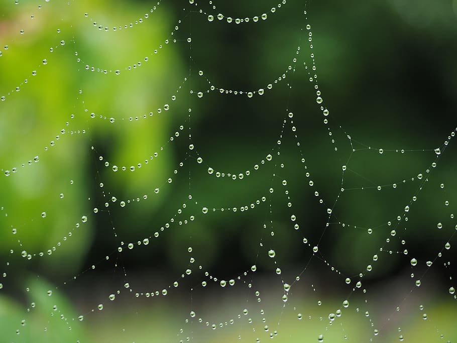 Cobweb, Raindrop, Network, morgentau, dew, autumn, moist, nature HD wallpaper