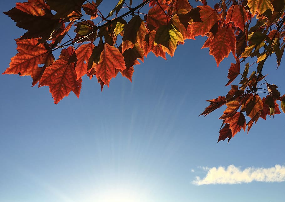orange maple leaves during daytime, brown leaves, autumn, fall HD wallpaper