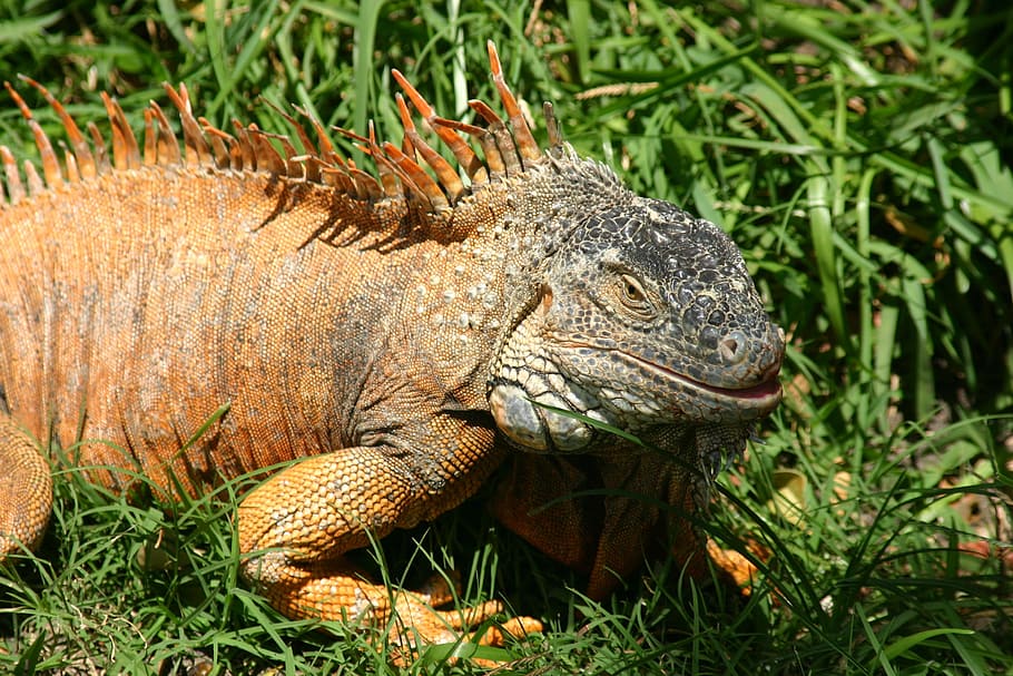 usa, florida, iguana, lizard, reptile, animals in the wild HD wallpaper