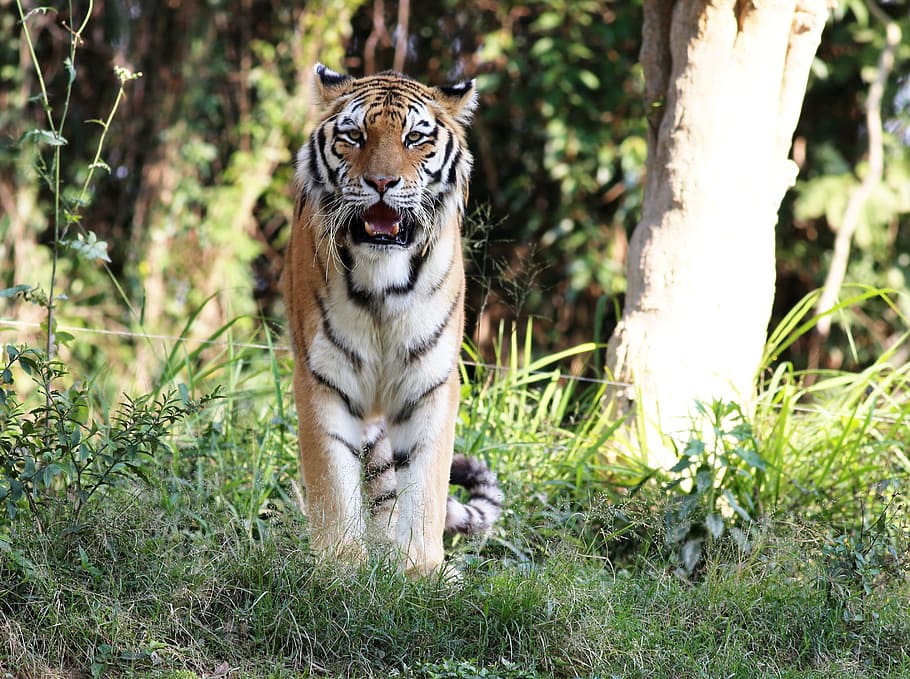 selective focus photo of tiger, wild, looking, walking, zoo HD wallpaper