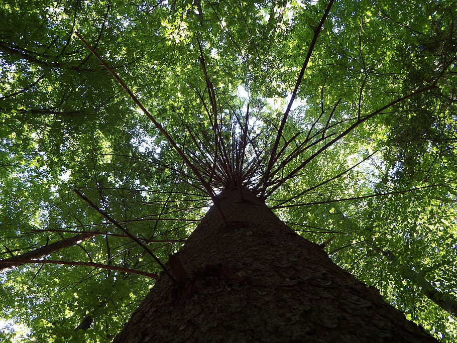 nature, tree, wood, plant, low angle view, tree trunk, forest HD wallpaper