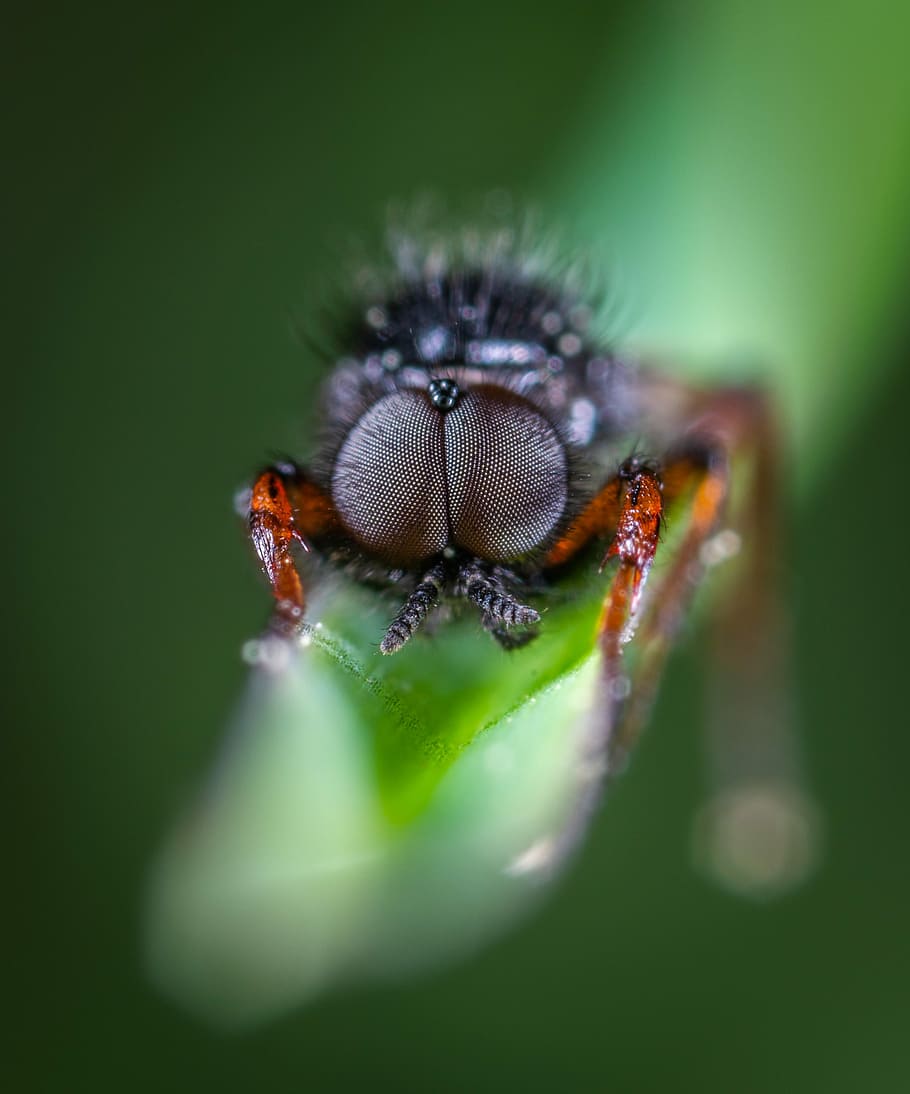 insect, macro, fly, invertebrate, animal themes, animal wildlife HD wallpaper