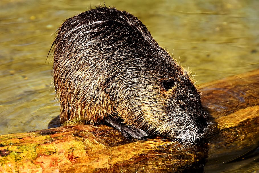 nutria, water rat, splashing, animal world, nature, fur, rodent HD wallpaper
