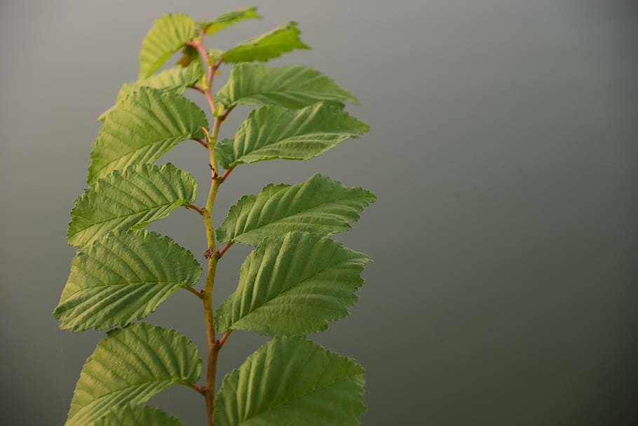 Leaves, Branch, Beech, Background, beautiful, close, structure HD wallpaper