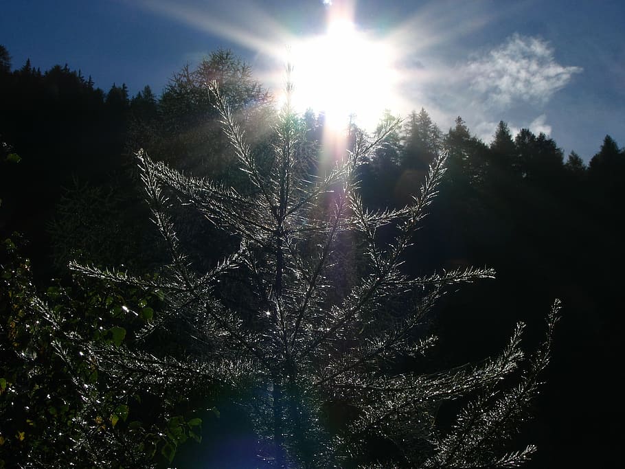sun, light, tree, meditate, meditation, rest, rays, back light HD wallpaper