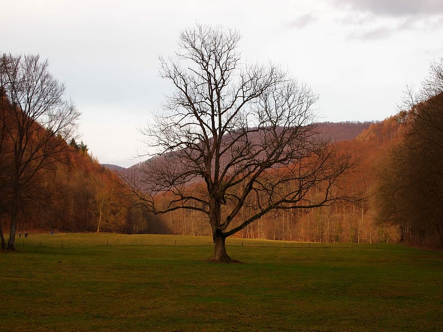 Tree, Autumn, Forest Glade, bare tree, nature, beauty in nature HD wallpaper