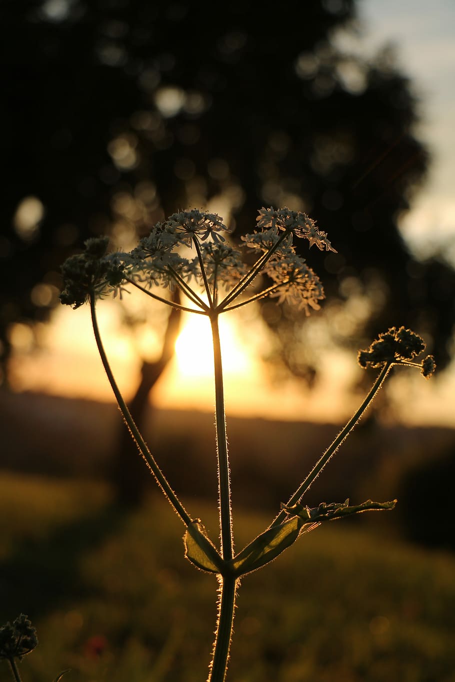 Sunset, Tree, Meadow, giersch, nature, plant, outdoors, no people HD wallpaper
