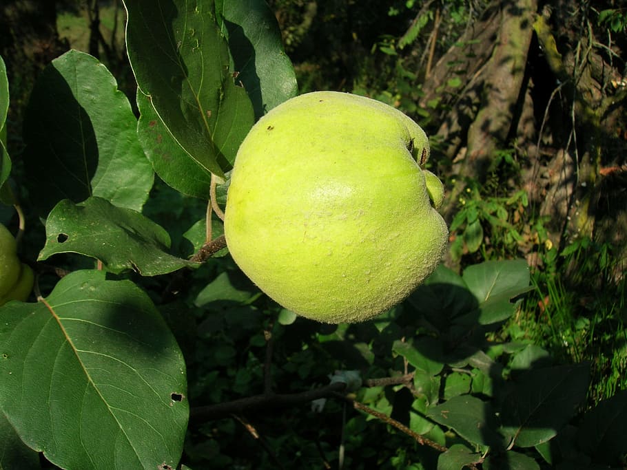 quince, fruit, healthy eating, food and drink, green color HD wallpaper
