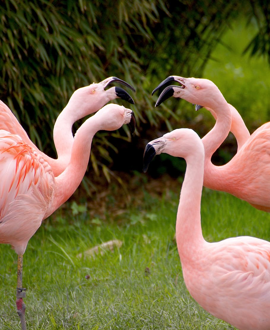 flamingo herd on grass field during day time, flamingos, birds, HD wallpaper