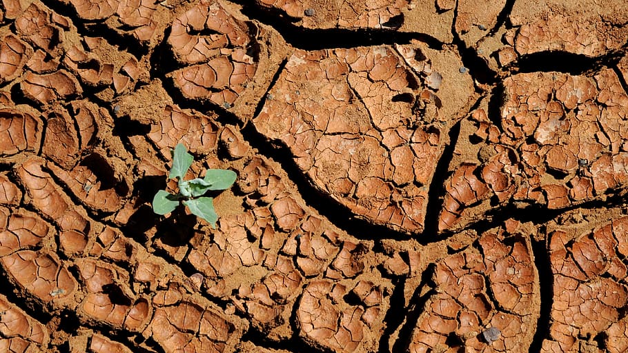 mongolia, dry, parched, drought, nature, desert, full frame HD wallpaper