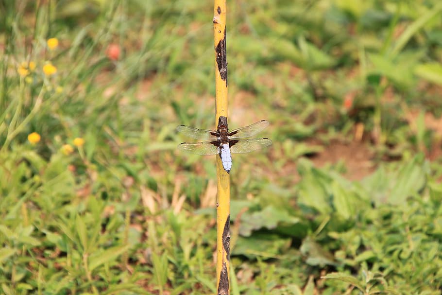 dragonfly, hanging, large, water, willow, insects, plant, focus on foreground HD wallpaper