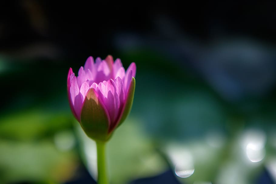 flower, pink, closeup, flowering plant, freshness, fragility HD wallpaper