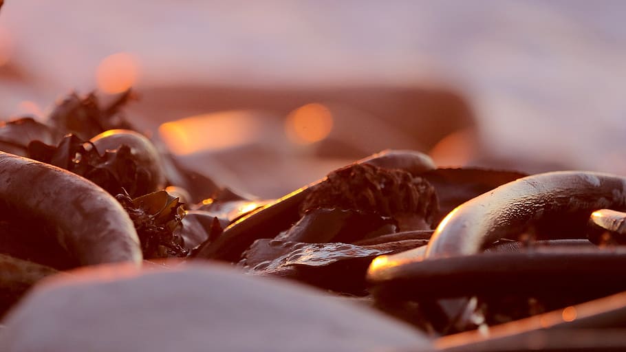 sunset, kelp, ocean, bokeh, seaweed, coast, scenic, south africa HD wallpaper