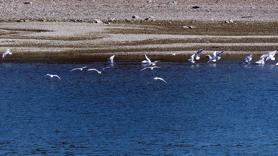 gulls, river, water, flight, port, boats, bridges, nap, landungsbrücken HD wallpaper