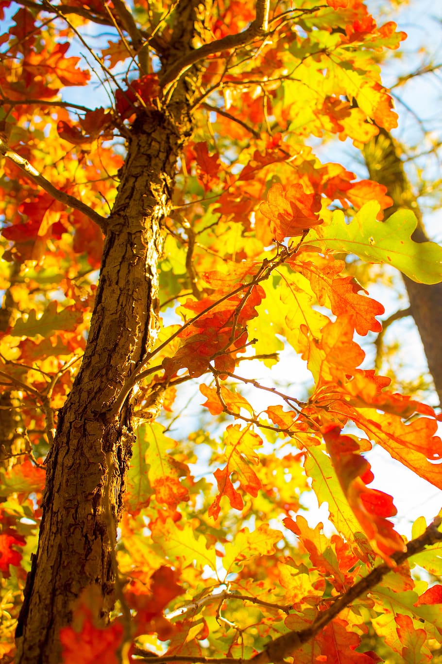 tree, fall, fall trees, autumn, nature, leaf, season, orange HD wallpaper