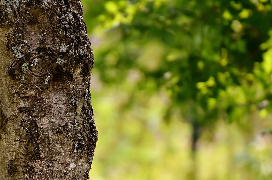 tree, garden, nature, green, spring, sun, tree trunk, textured HD wallpaper