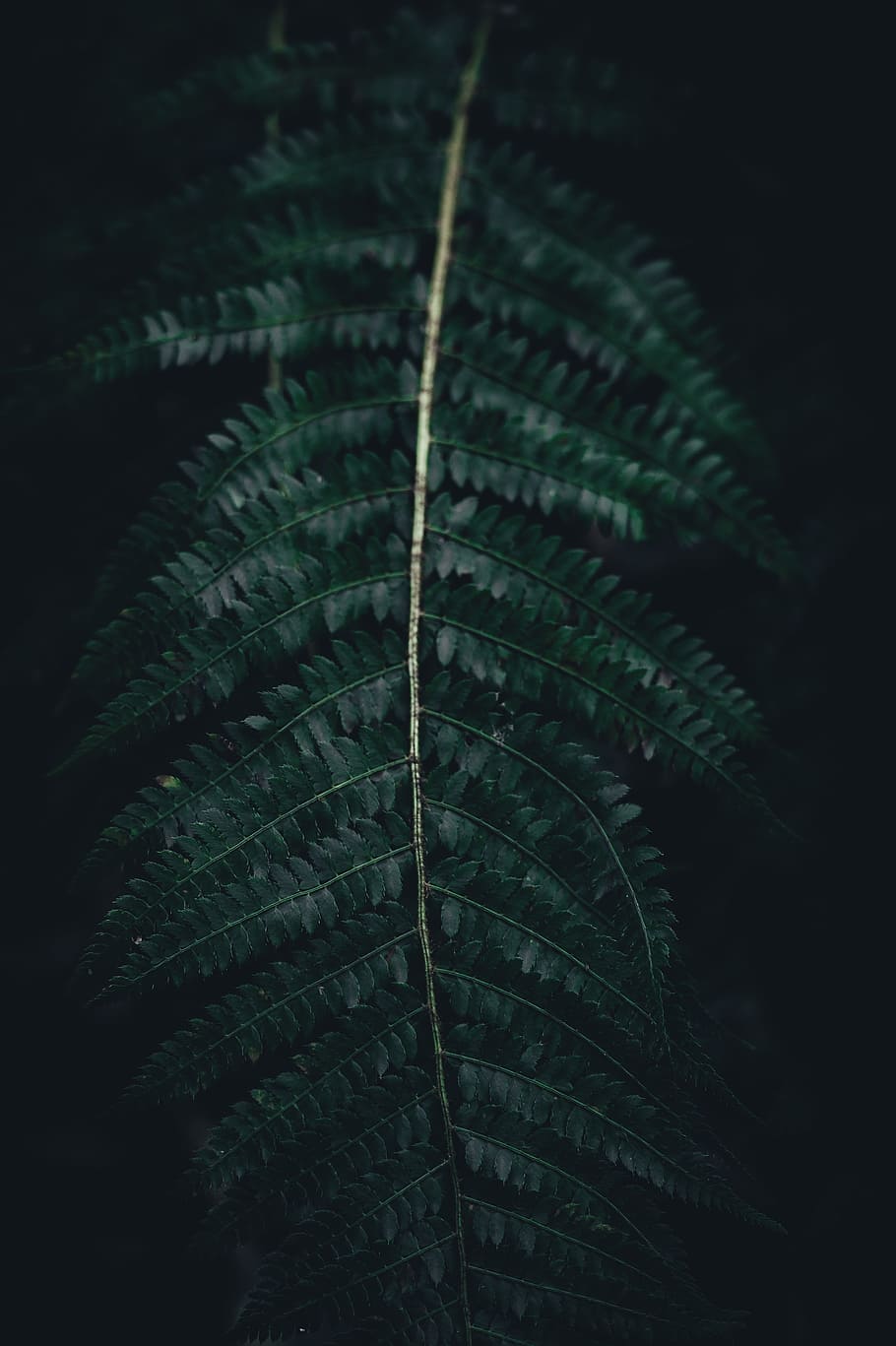 fern, green, leaf, plant, plant part, green color, close-up HD wallpaper