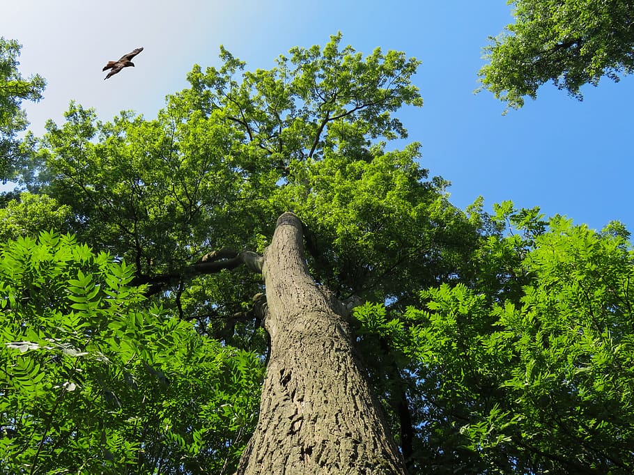 nature, landscape, tree, tribe, sky, crown, outlook, top, bird HD wallpaper