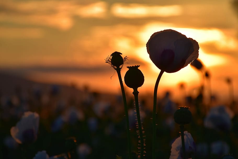 Poppies, Sunset, Landscape, nature, silhouette, focus on foreground HD wallpaper