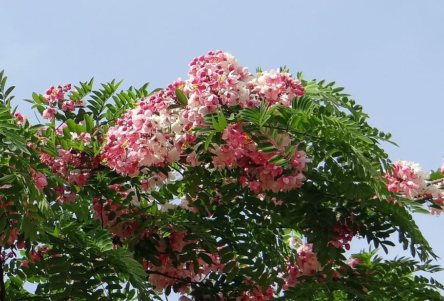 Cassia Javanica, Java Cassia, pink shower, apple blossom tree, HD wallpaper