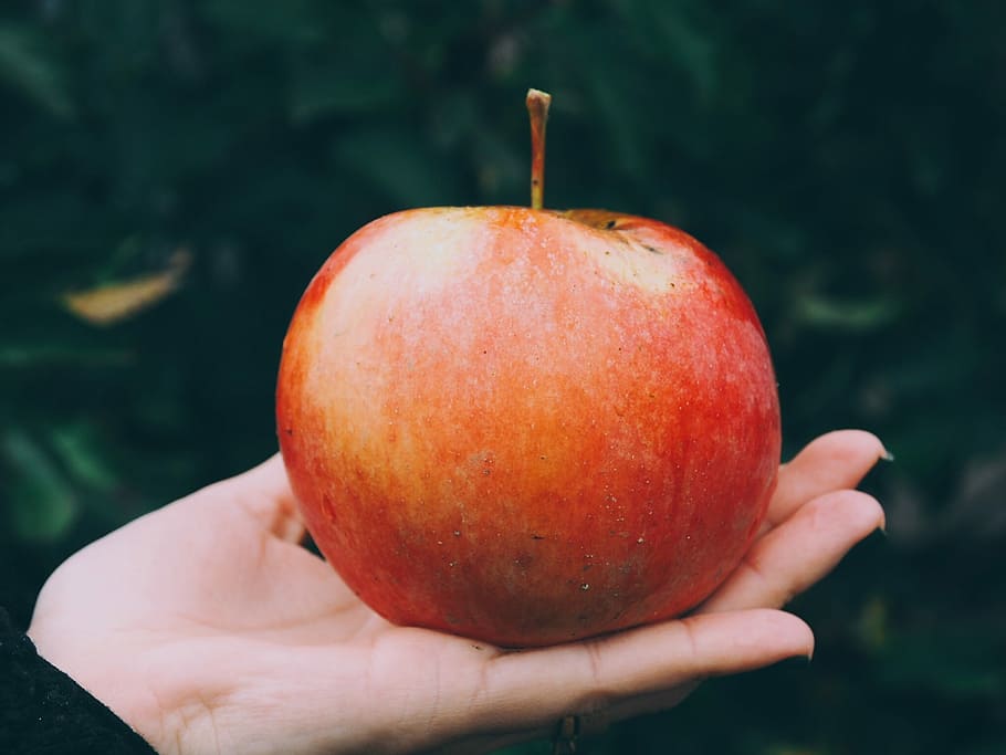 red apple in person's palm, person holding red apple, fruit, hand, HD wallpaper