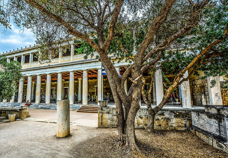 tree, athens, acropolis, museum, columns, architecture, travel HD wallpaper