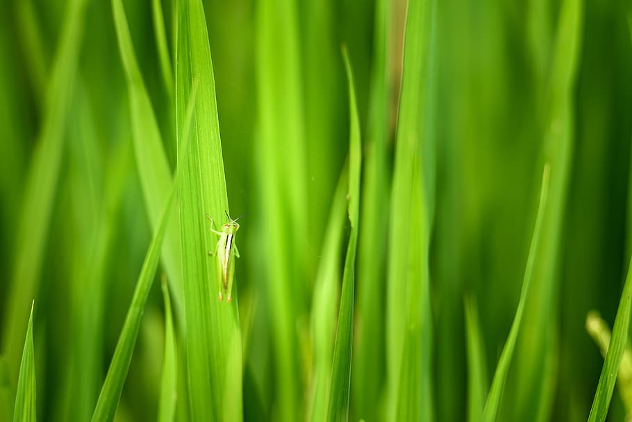 HD wallpaper: locust, green grasshopper, rice, rice field in vietnam ...