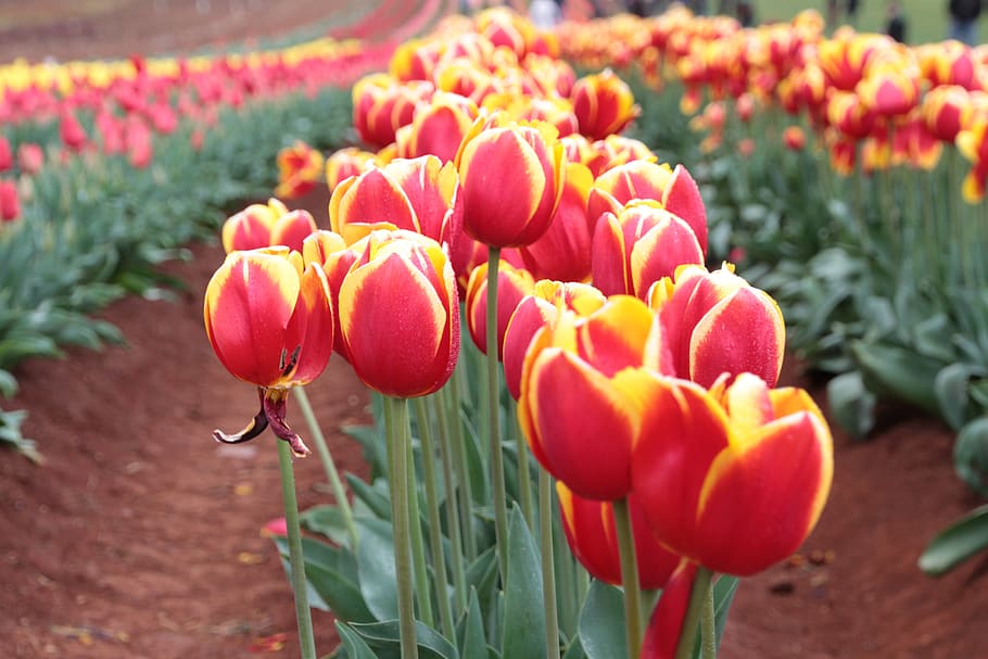tulip, flower, bloom, red, plant, freshness, flowering plant HD wallpaper