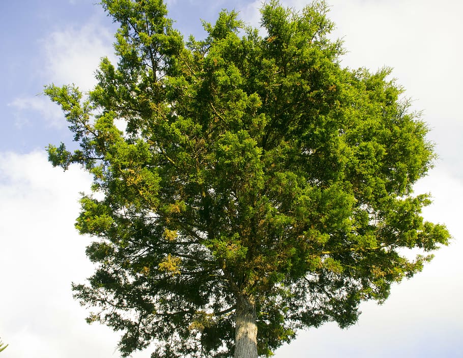 tree, pine, green, plant, sky, growth, beauty in nature, green color HD wallpaper