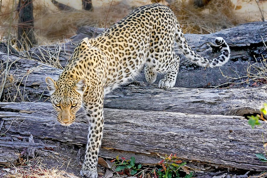 leopard standing on log near trees, africa, safari, wildcat, botswana, HD wallpaper