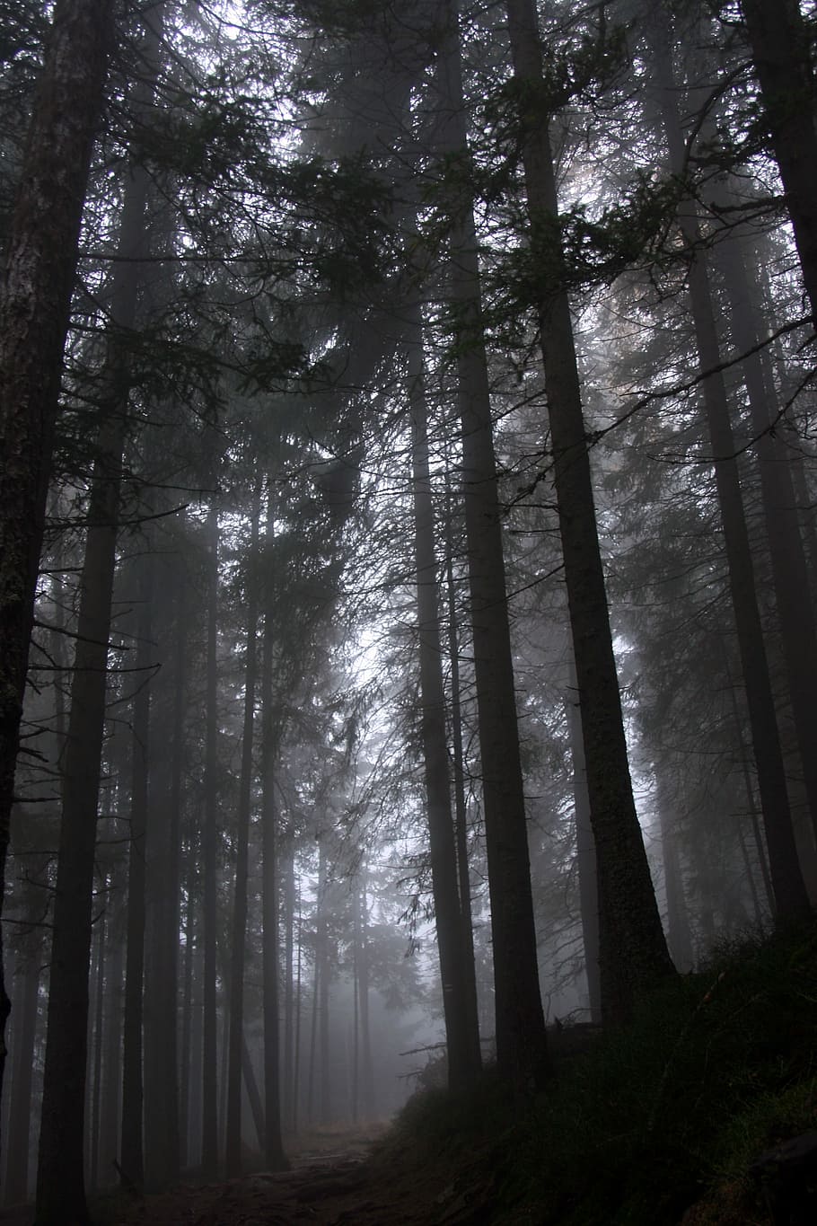 Forest, Fog, Trees, woodland, pine tree, nature, tree trunk HD wallpaper
