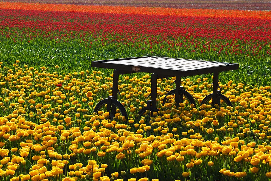 Tulips, Field, Fields, Orange, red, table, desk, flower, flowers HD wallpaper
