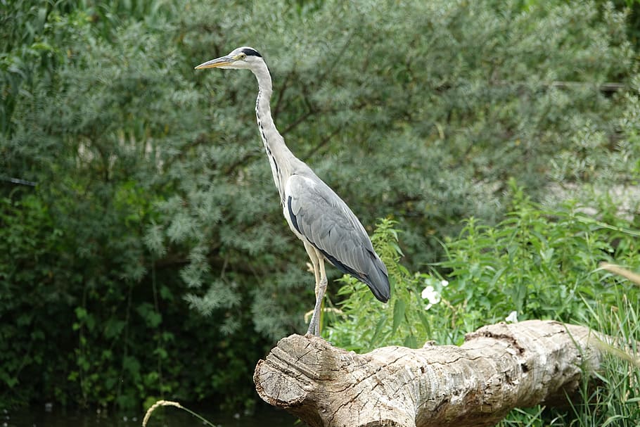 bird, fish, nature, water, birds, water bird, fischer, animal themes HD wallpaper