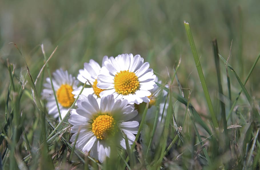 flower, daisy, plant, rush, grass, blossom, bloom, nature, meadow HD wallpaper