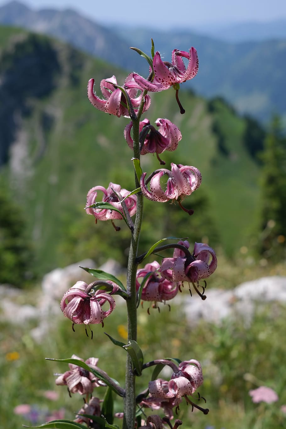 pink flower, turk's cap lily, blossom, bloom, violet, inflorescence, HD wallpaper