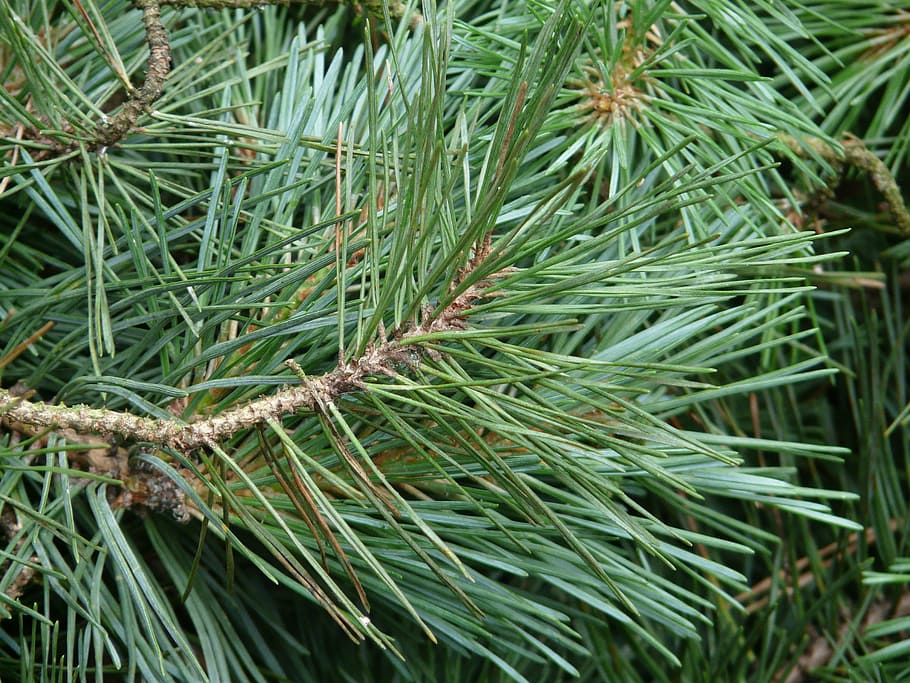 pine branch, pine needles, tree, green, wood, green color, plant HD wallpaper